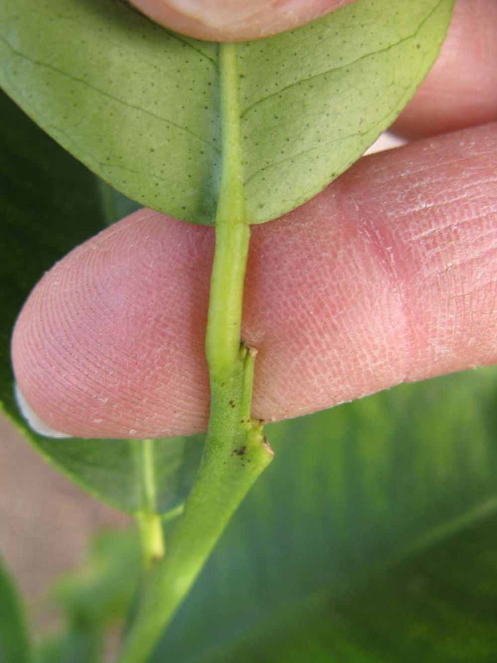              Petiole (Winter Haven, FL)       